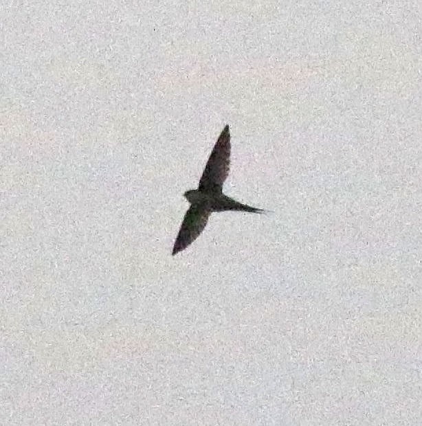 Malagasy Palm Swift - ML627732938