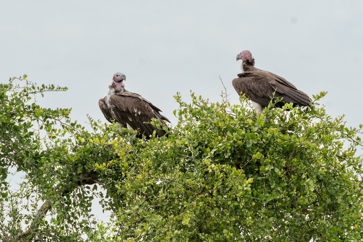 Lappet-faced Vulture - ML627732957