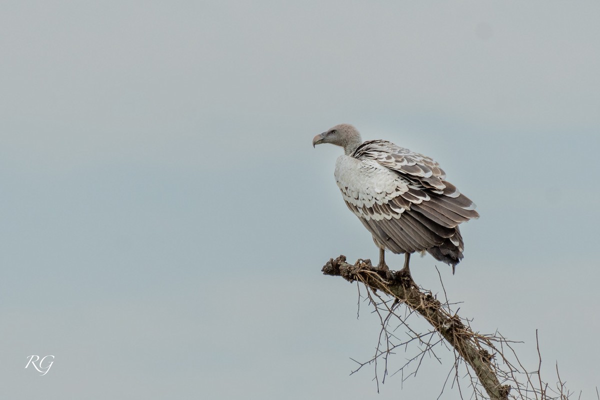 Rüppell's Griffon - ML627732958