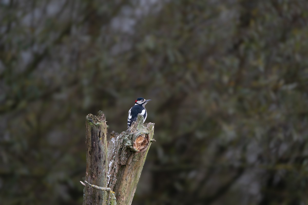 Great Spotted Woodpecker - ML627732962