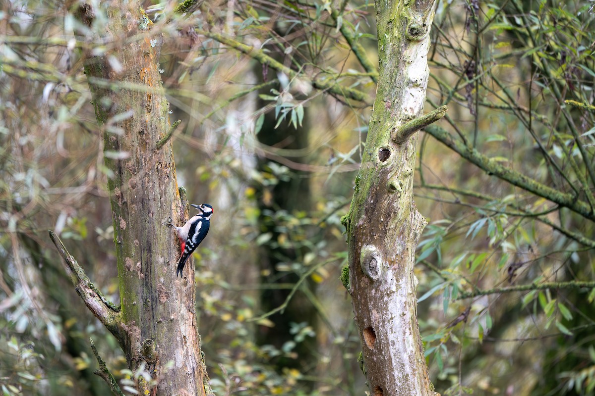 Great Spotted Woodpecker - ML627732963