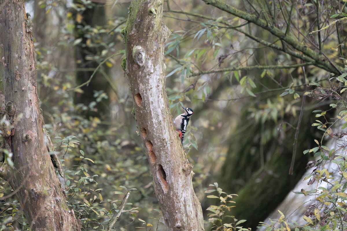 Great Spotted Woodpecker - ML627732964