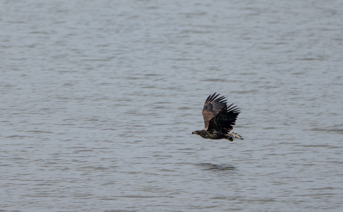 White-tailed Eagle - ML627732975