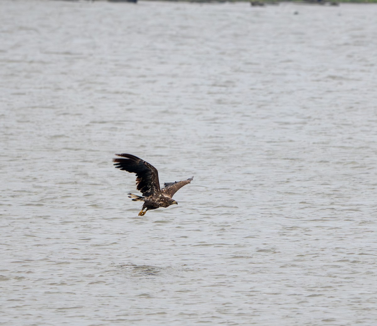 White-tailed Eagle - ML627732976