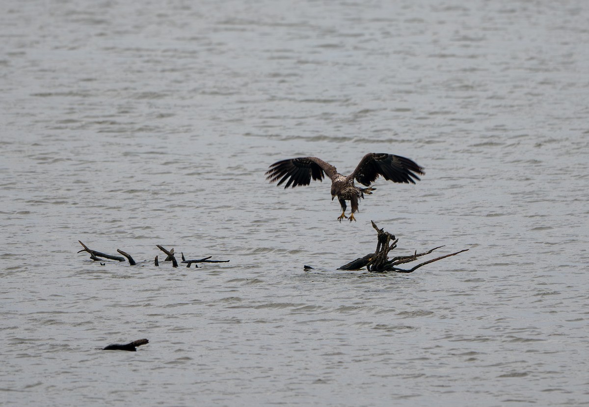 White-tailed Eagle - ML627732977