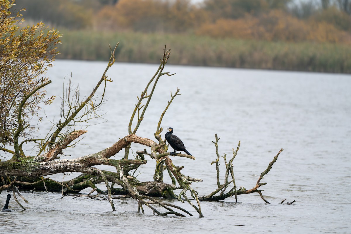 Great Cormorant - ML627732984