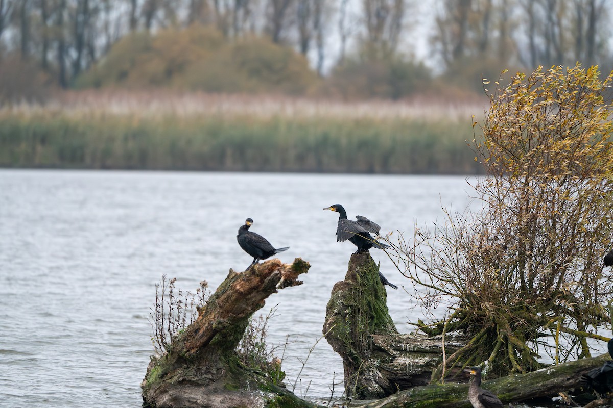 Great Cormorant - ML627732986