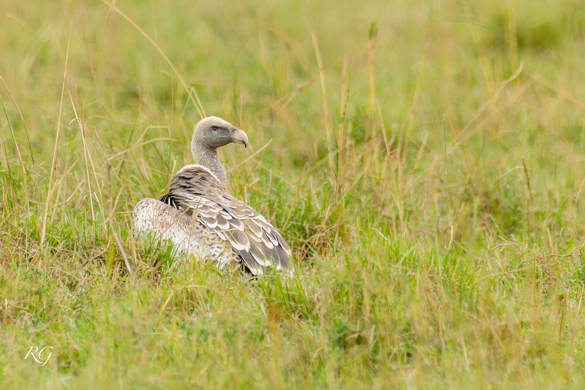 Rüppell's Griffon - ML627733033