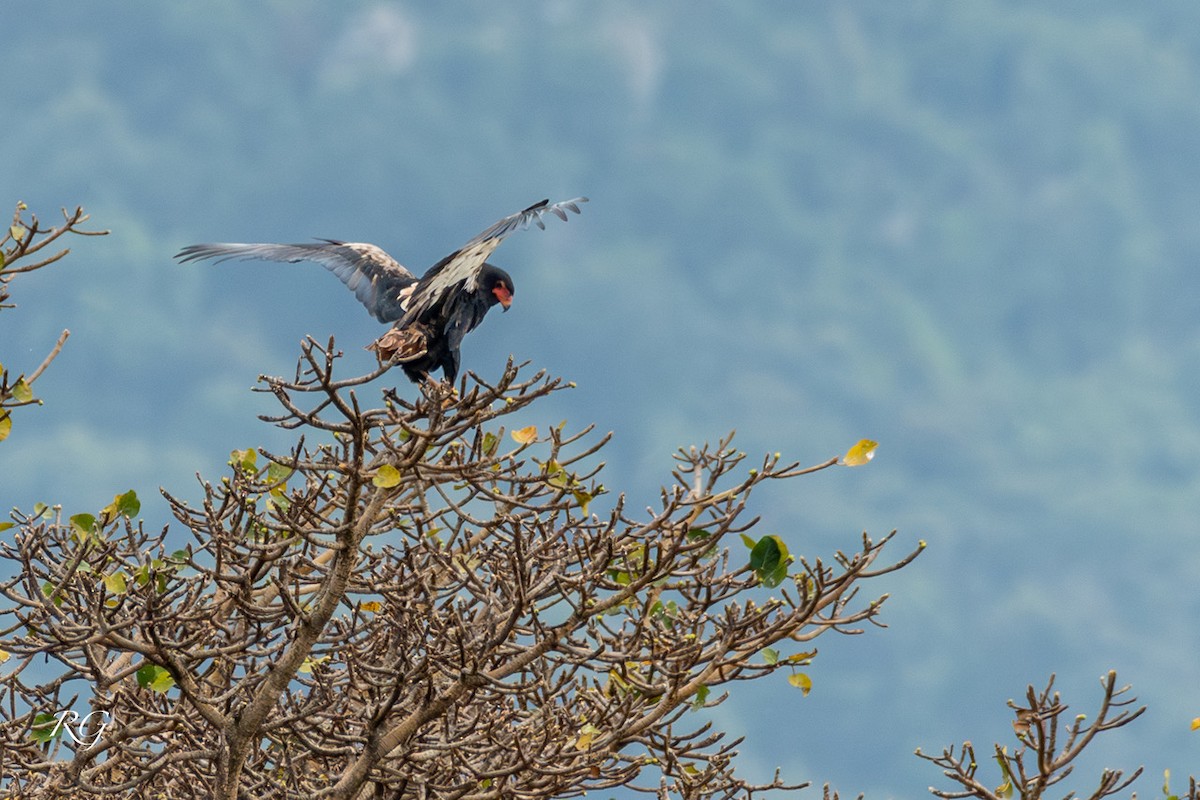 Bateleur - ML627733035