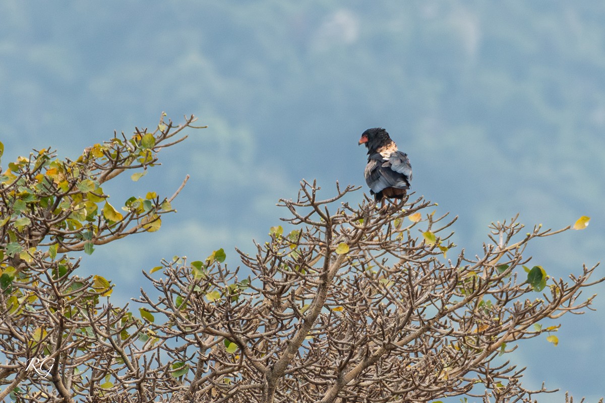 Bateleur - ML627733037