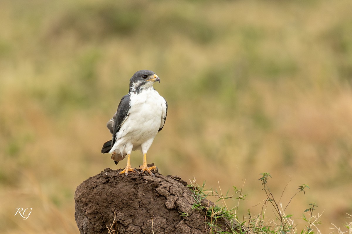 Augur Buzzard - ML627733056