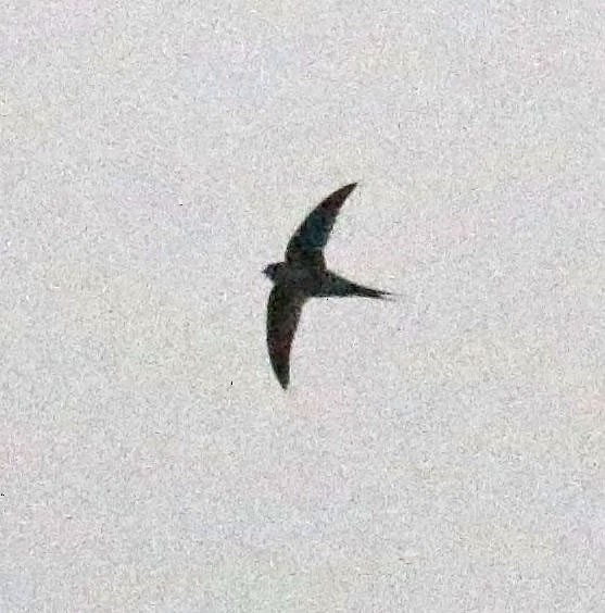 Malagasy Palm Swift - ML627733057