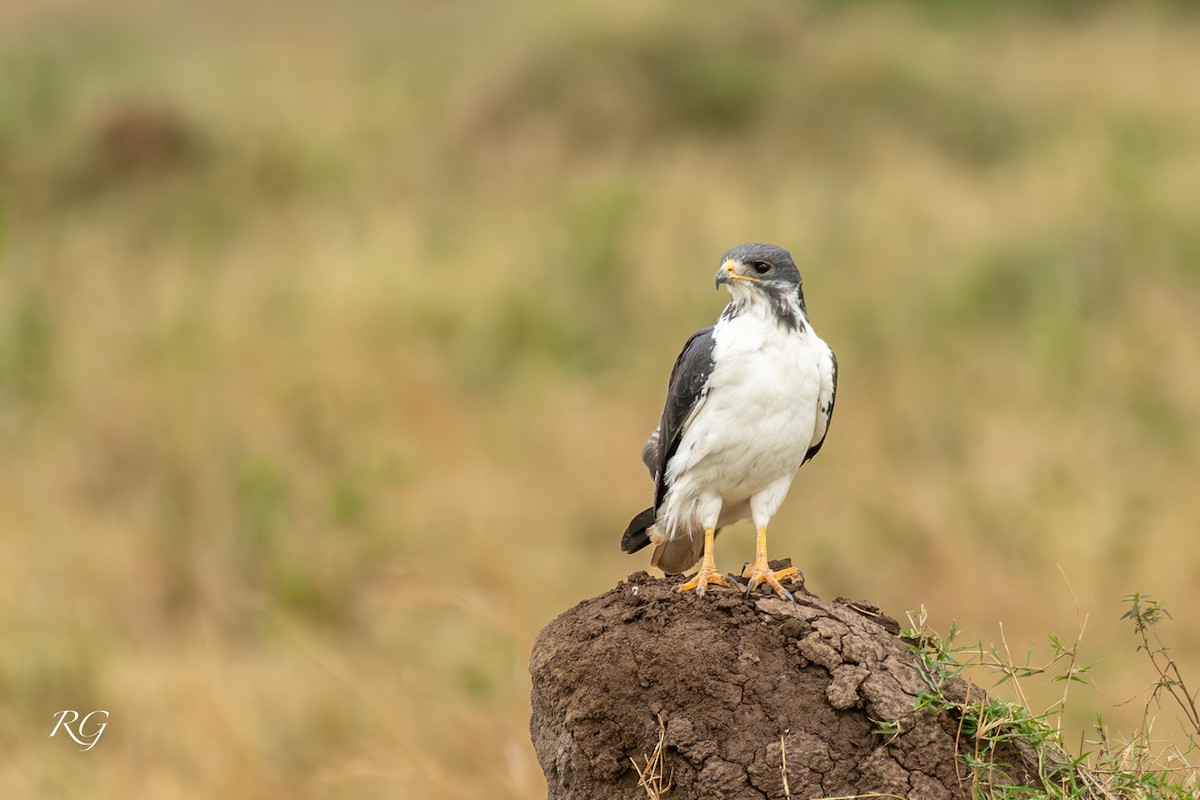 Augur Buzzard - ML627733058