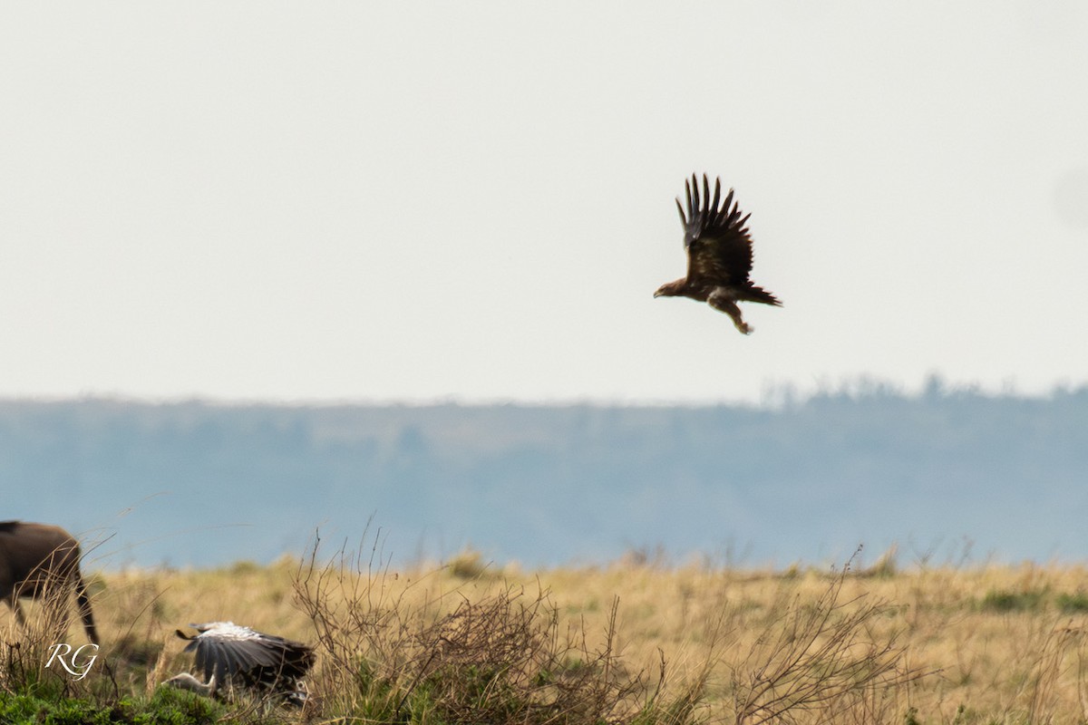 Rüppell's Griffon - ML627733087