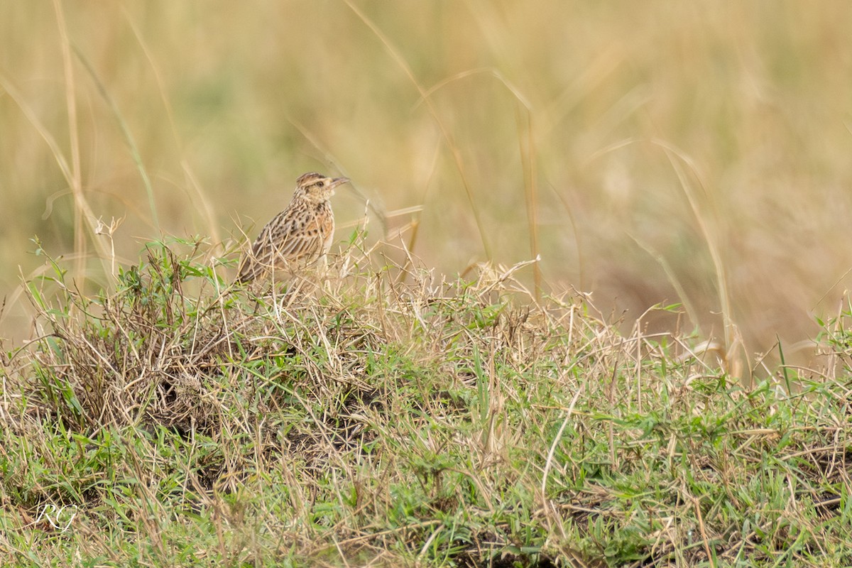 Rufous-naped Lark - ML627733096