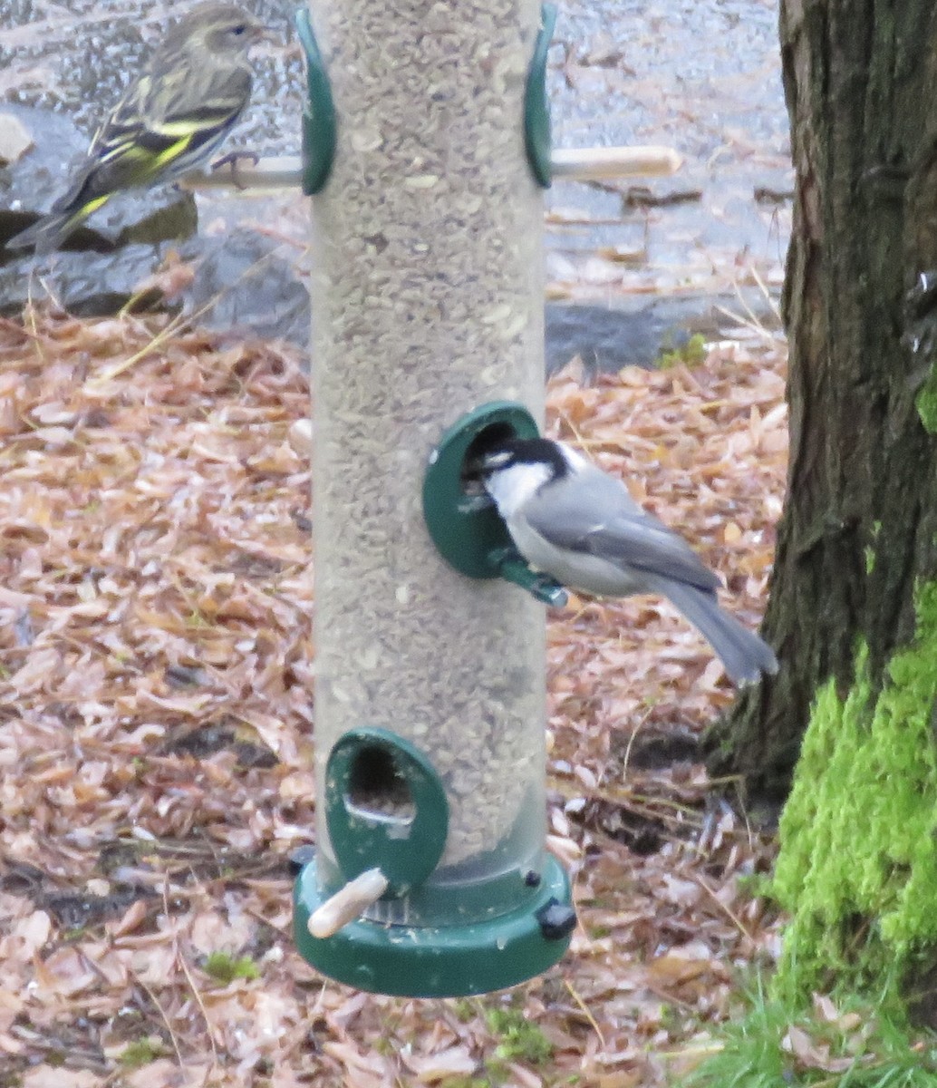 Mountain Chickadee - ML627733239