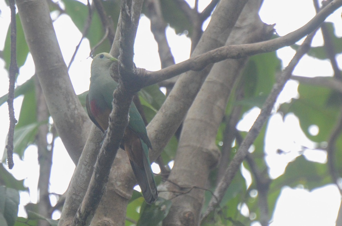 Scarlet-breasted Fruit-Dove - ML627733289