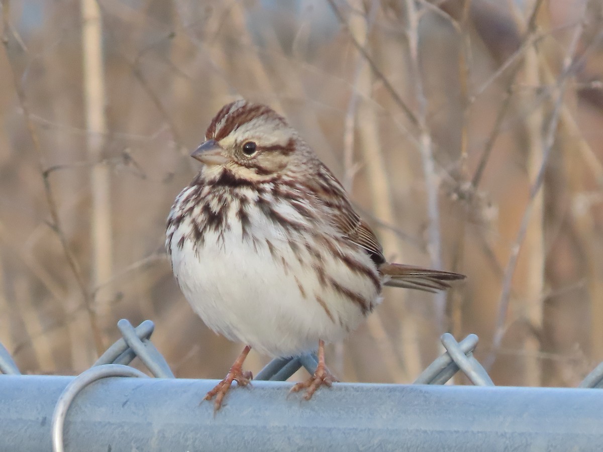 Song Sparrow - ML627733516