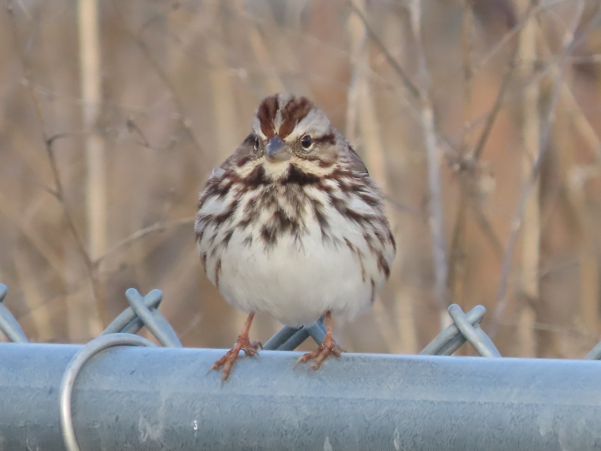 Song Sparrow - ML627733519