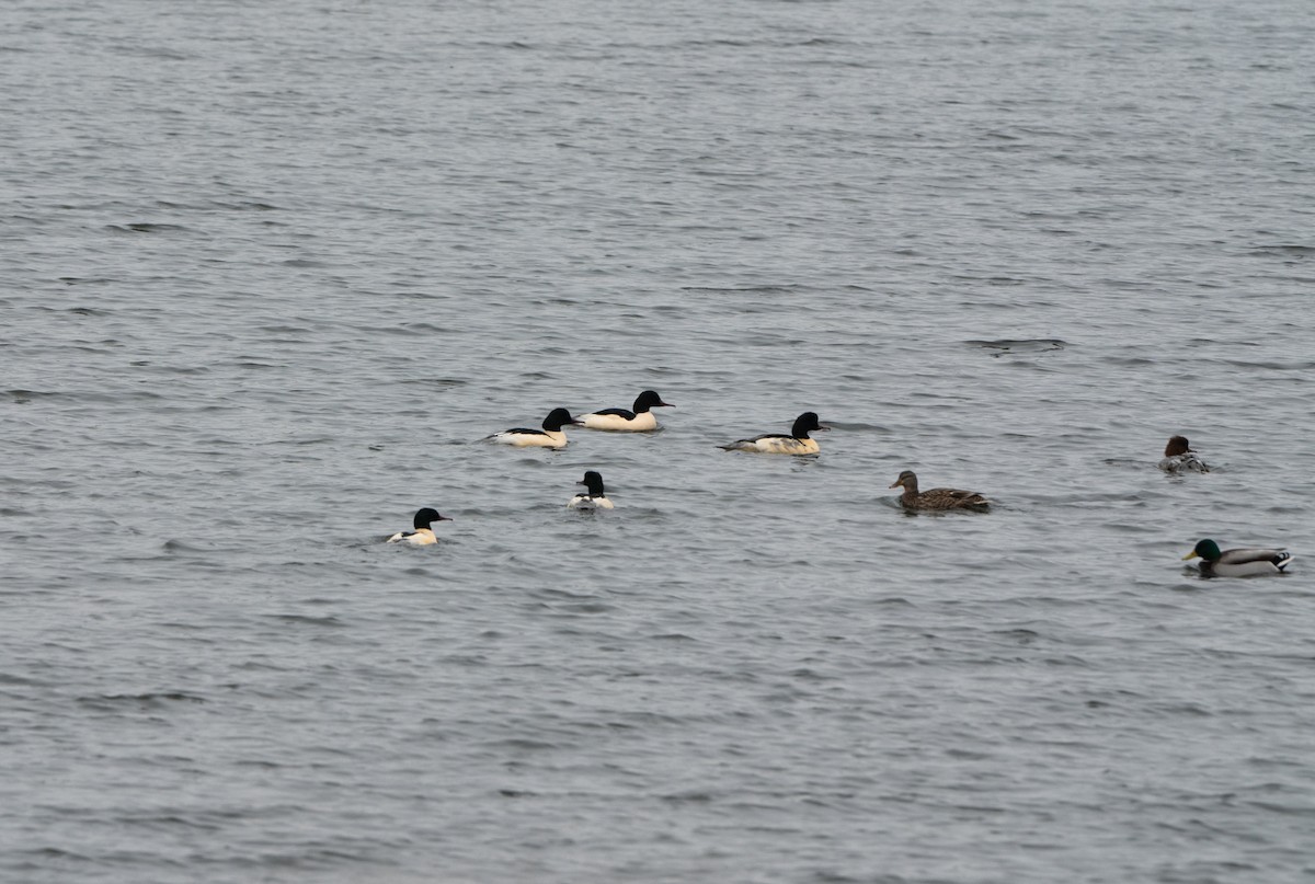 Common Merganser - ML627733538