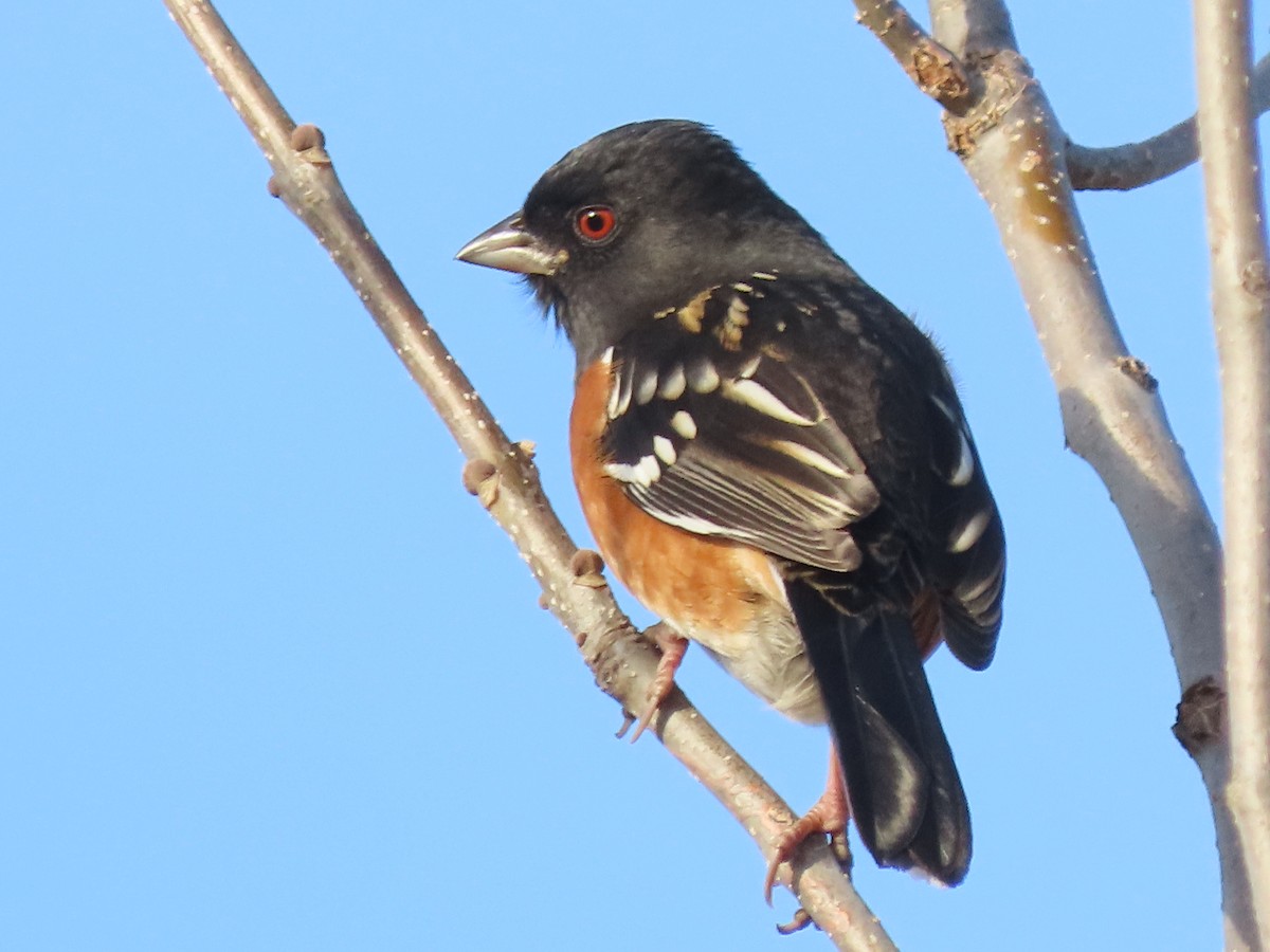 Spotted x Eastern Towhee (hybrid) - ML627733585