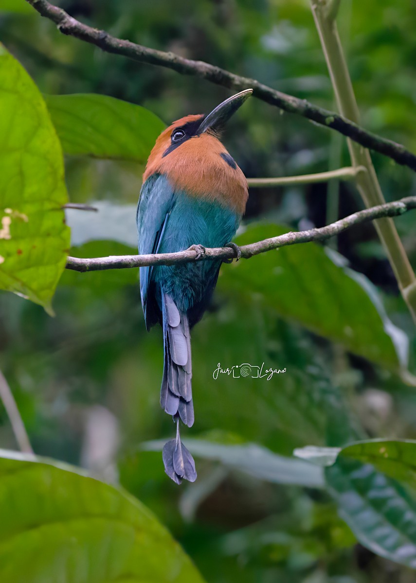 Broad-billed Motmot - ML627733610