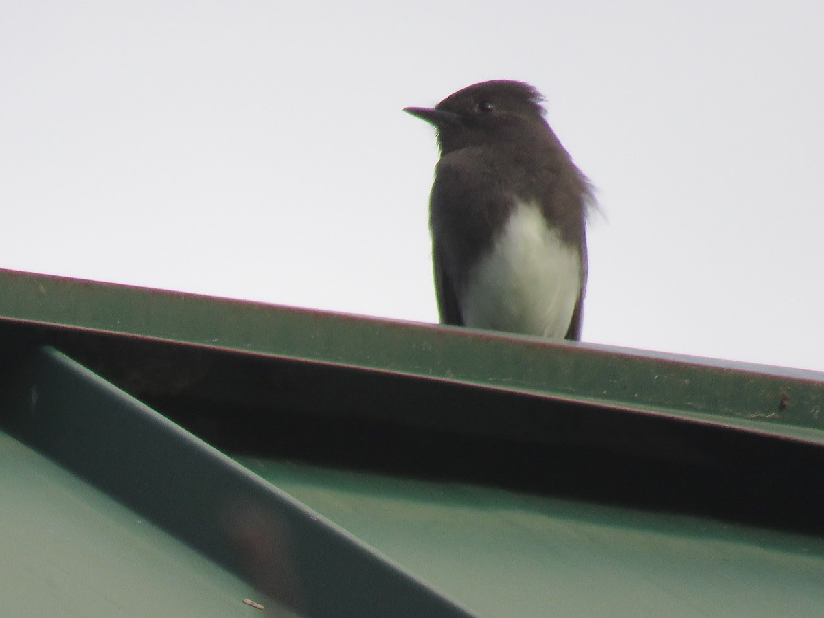 Black Phoebe - ML627733636