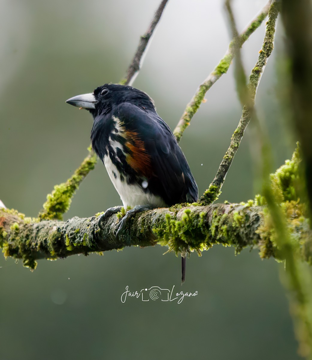 Spot-crowned Barbet - ML627733641