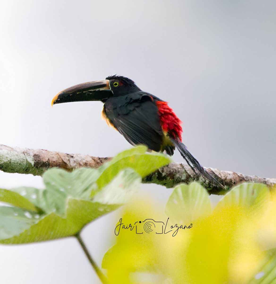 Collared Aracari - ML627733682