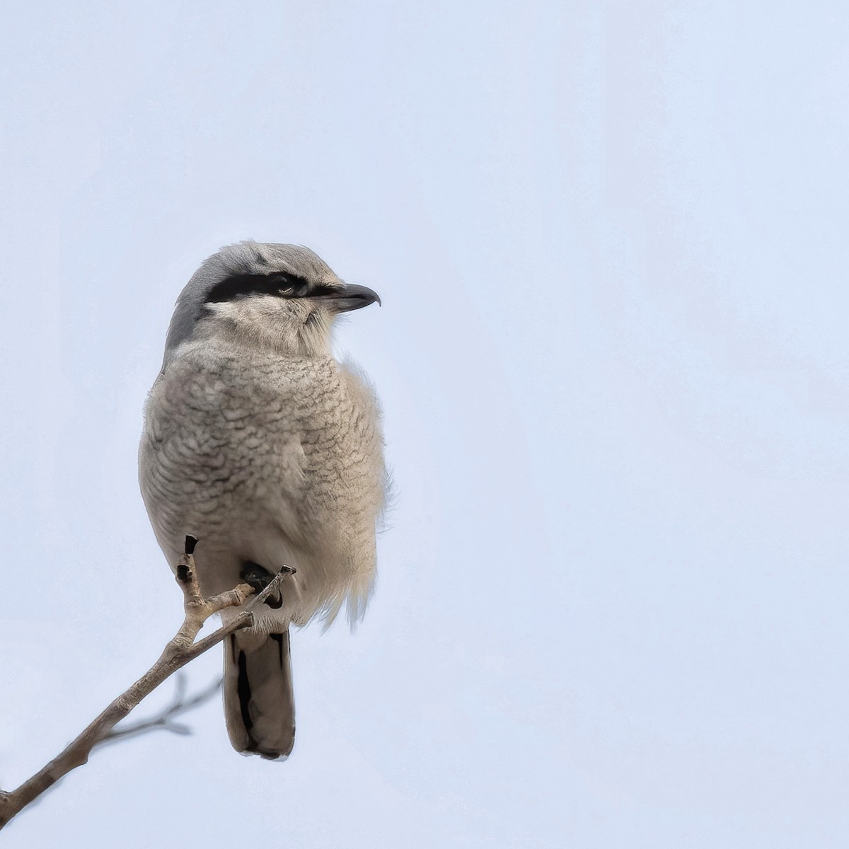 Northern Shrike - ML627733687