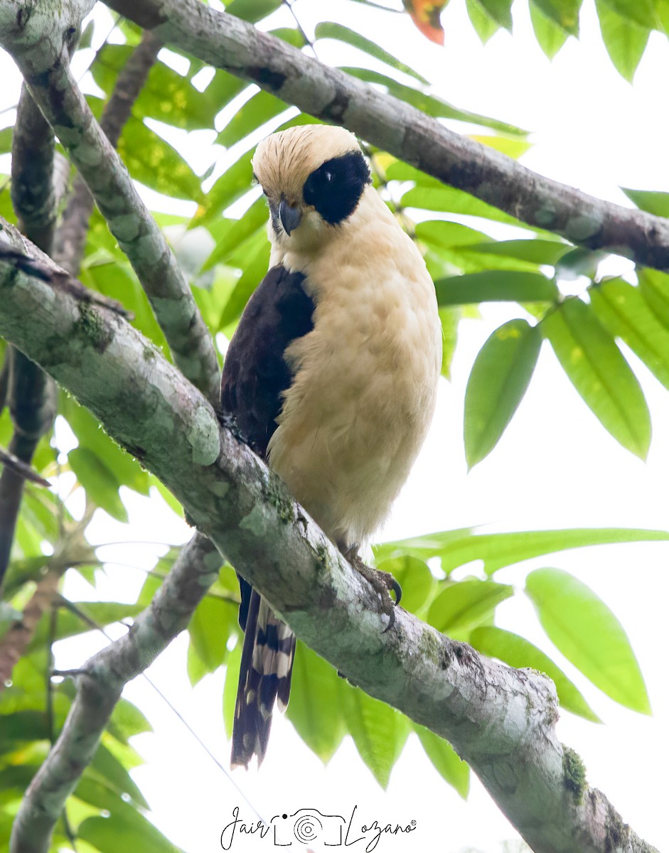 Laughing Falcon - ML627733695