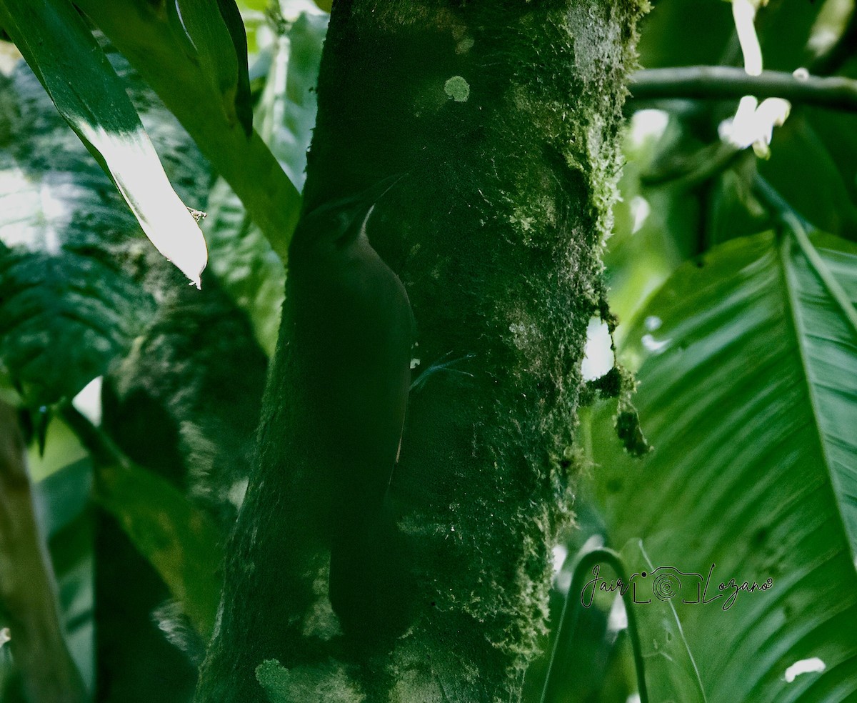 Plain-brown Woodcreeper - ML627733712