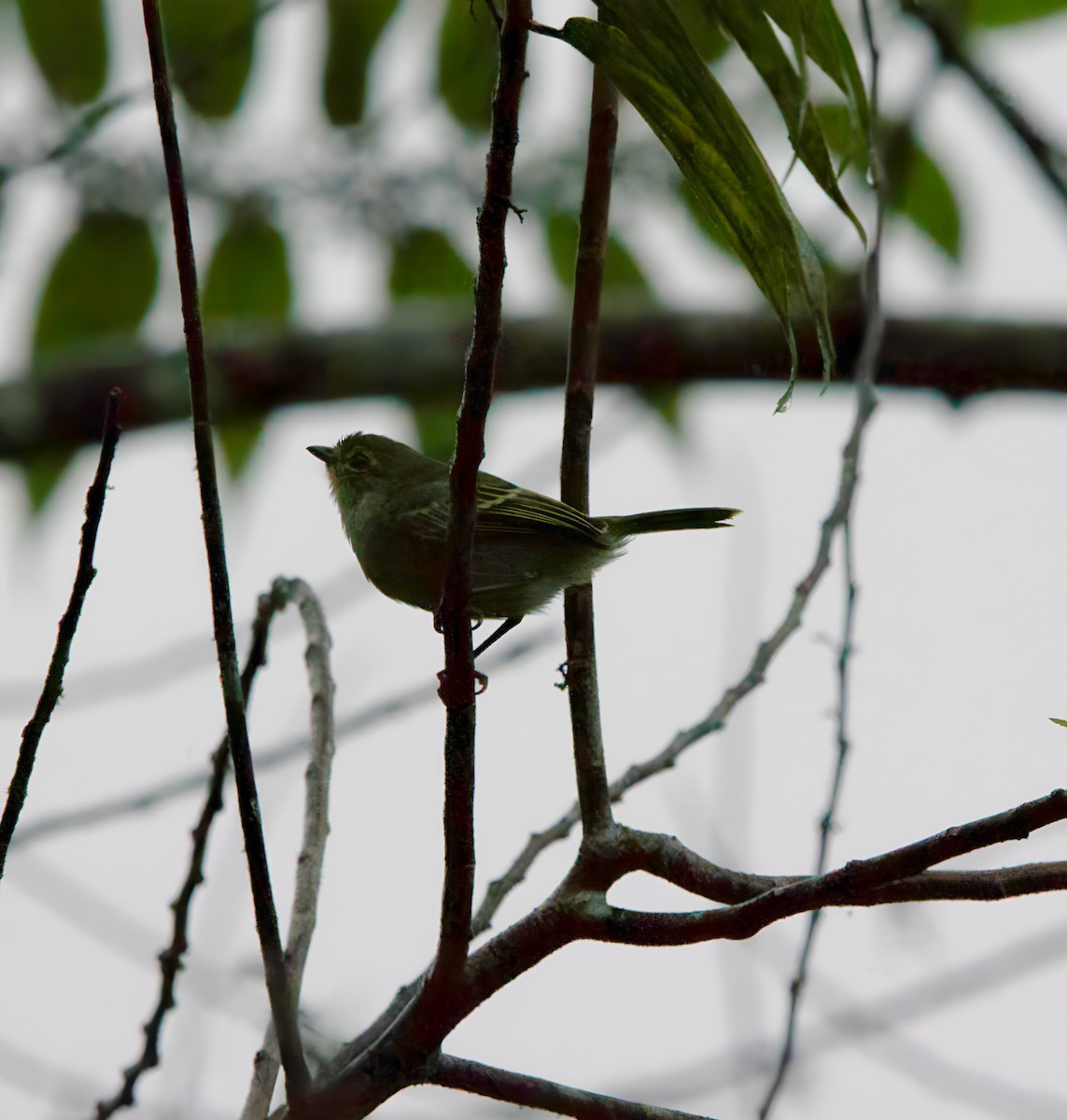 Golden-faced Tyrannulet - ML627733827