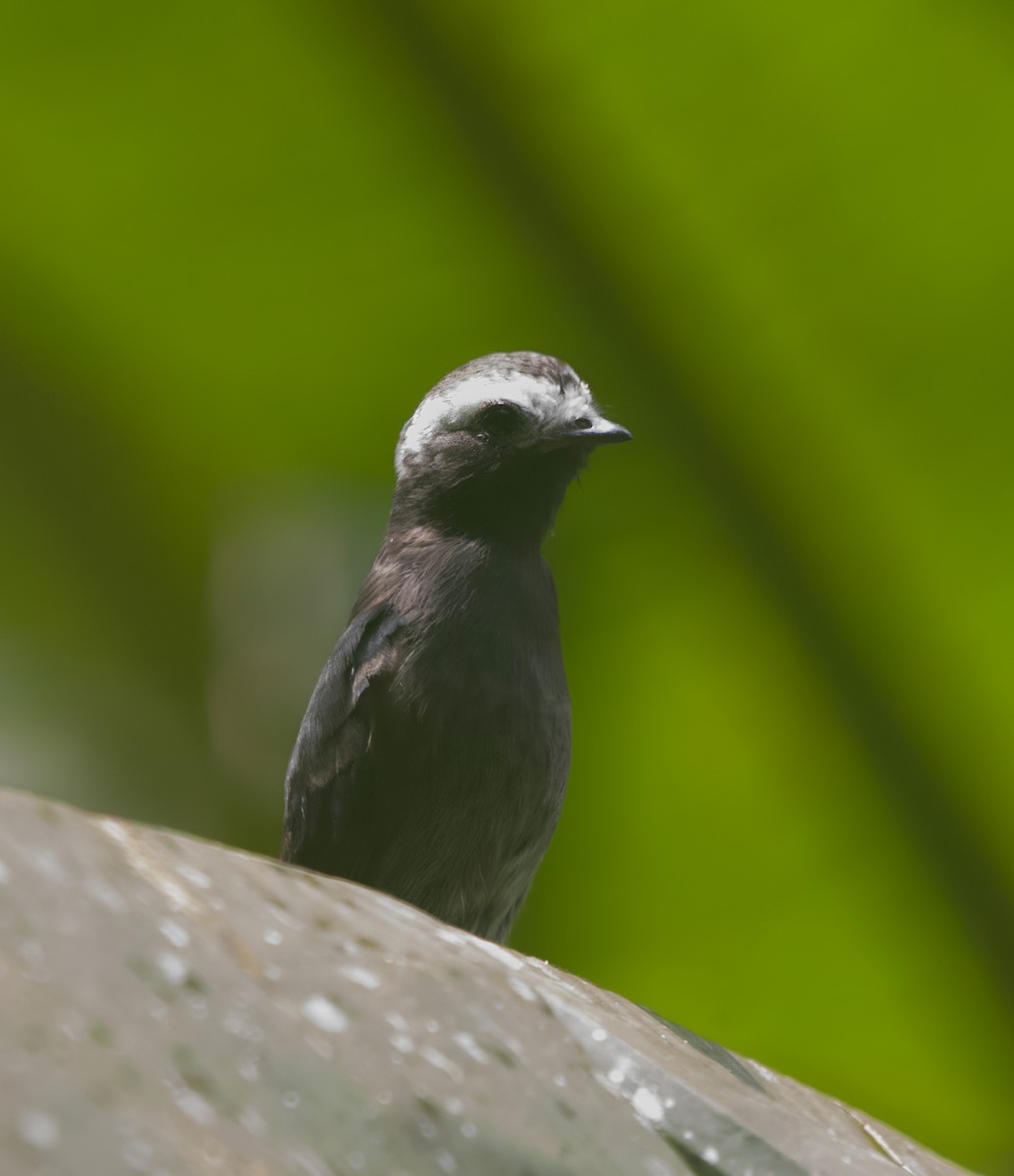 Long-tailed Tyrant - ML627733845