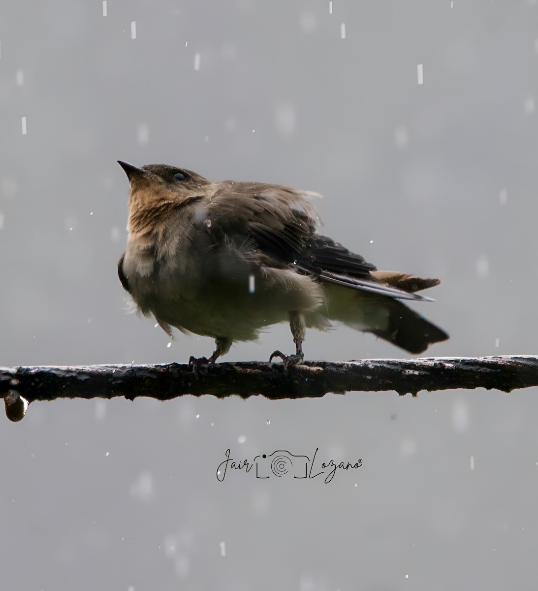 Southern Rough-winged Swallow - ML627733853