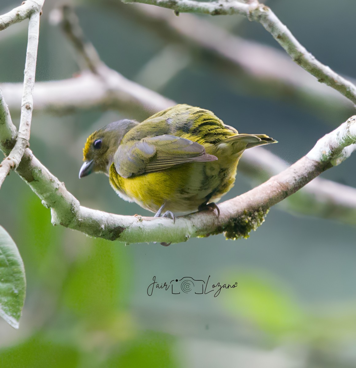 Orange-bellied Euphonia - ML627733869