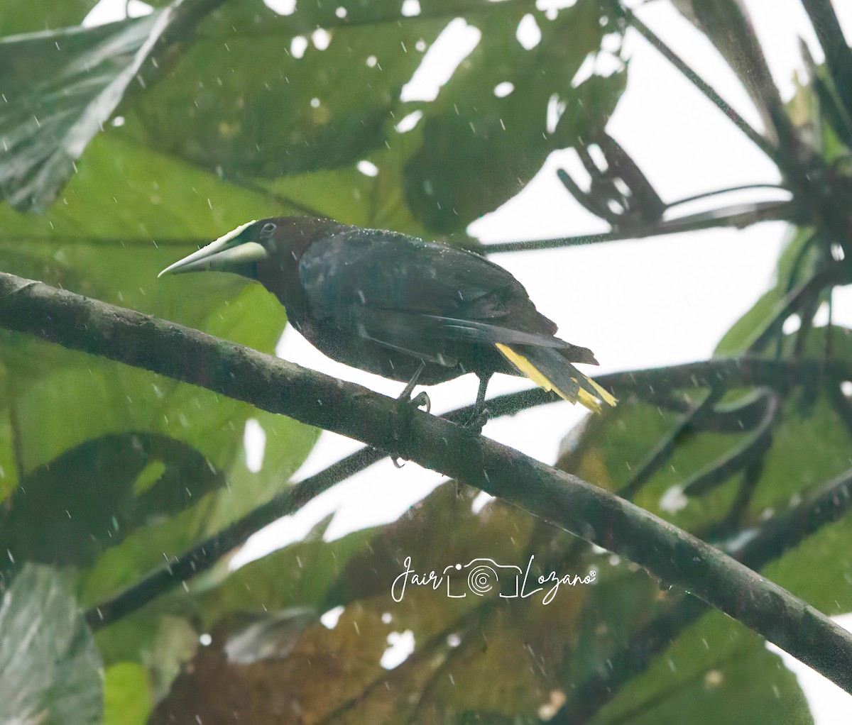 Chestnut-headed Oropendola - ML627733884