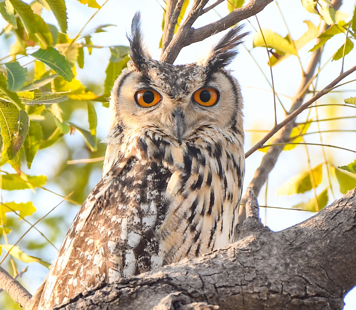 Rock Eagle-Owl - ML627733890