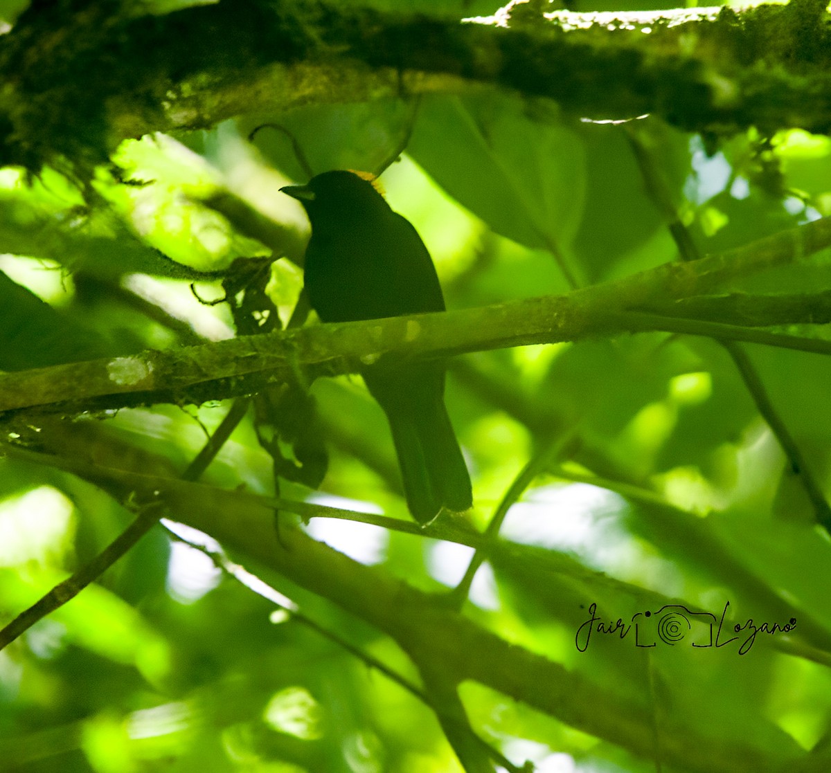 Tawny-crested Tanager - ML627733900