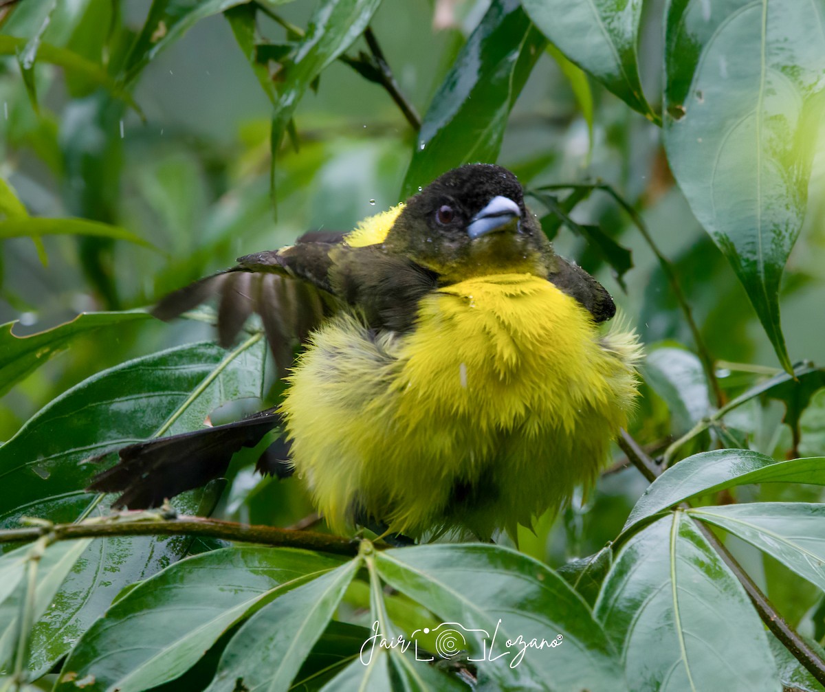 Flame-rumped Tanager - ML627733906