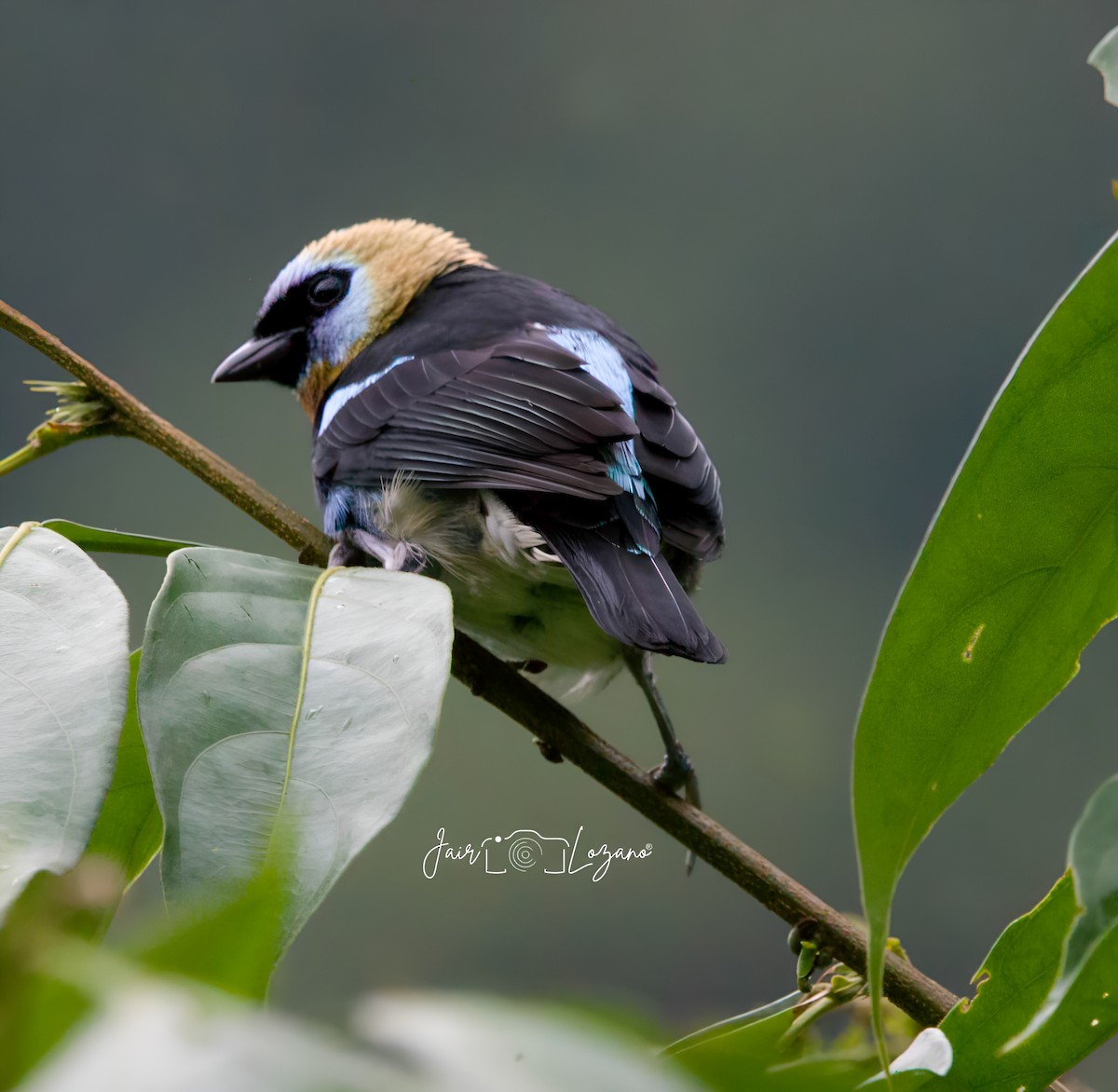 Golden-hooded Tanager - ML627733912