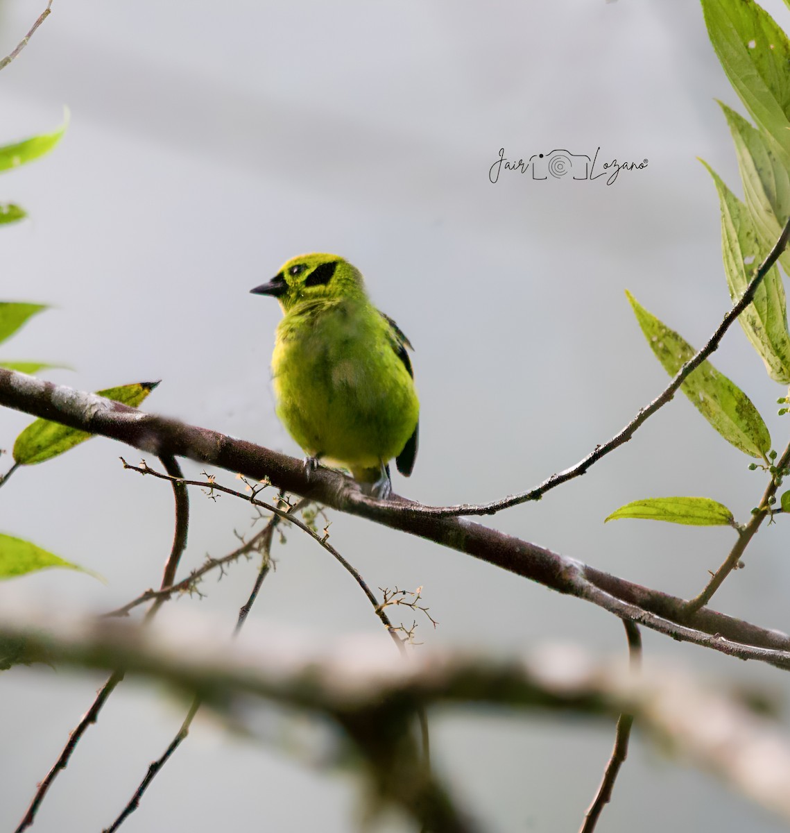 Emerald Tanager - ML627733917