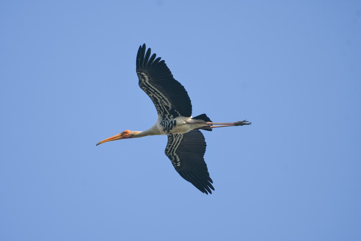 Painted Stork - ML627733918