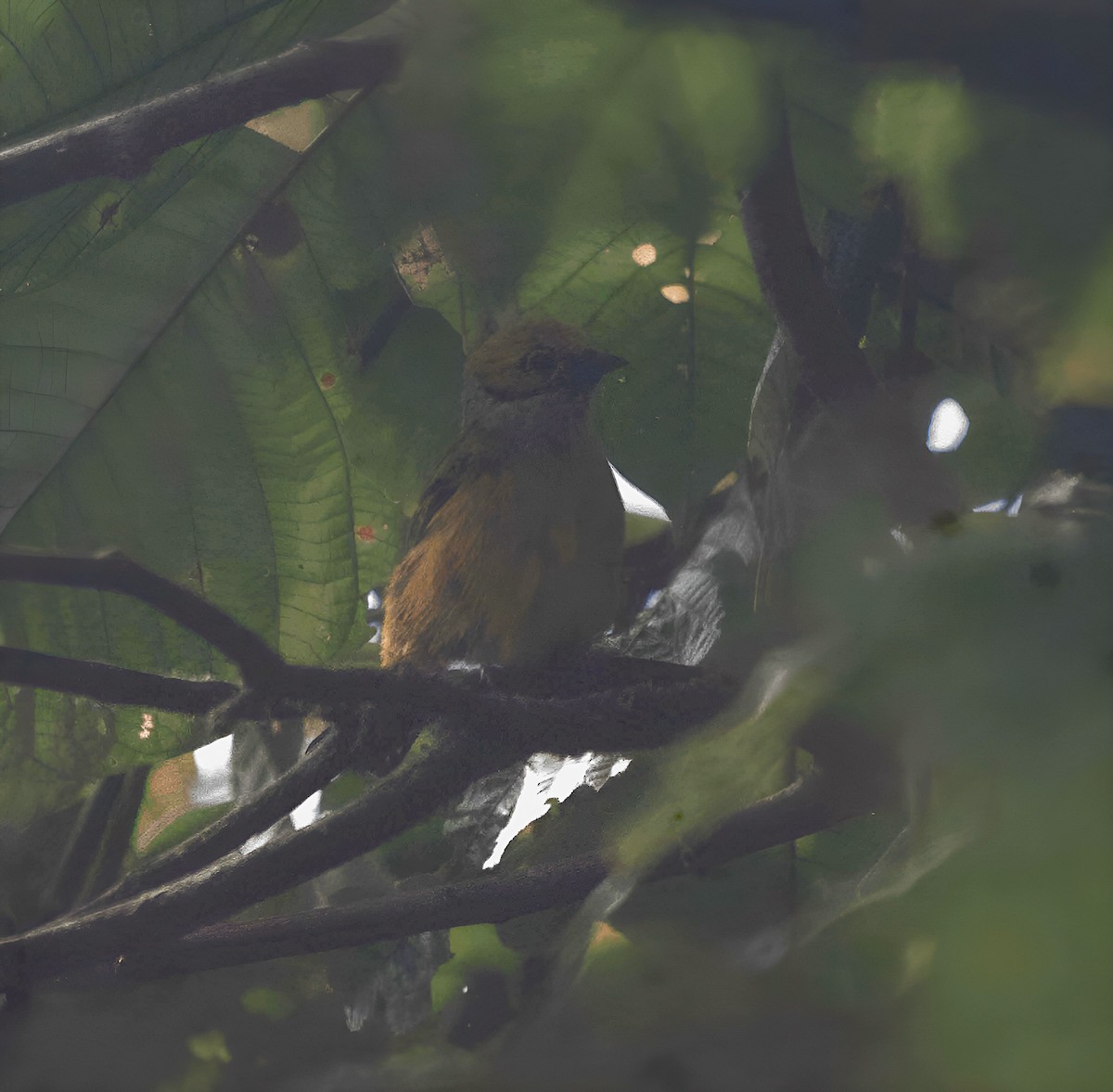 Silver-throated Tanager - ML627733922