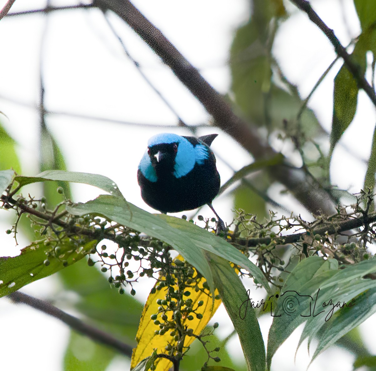 Scarlet-thighed Dacnis - ML627733933