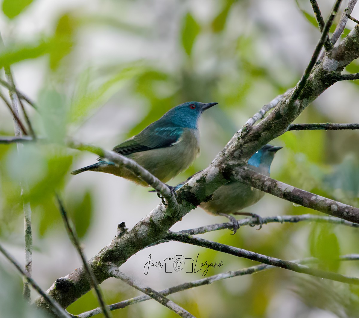 Scarlet-thighed Dacnis - ML627733934