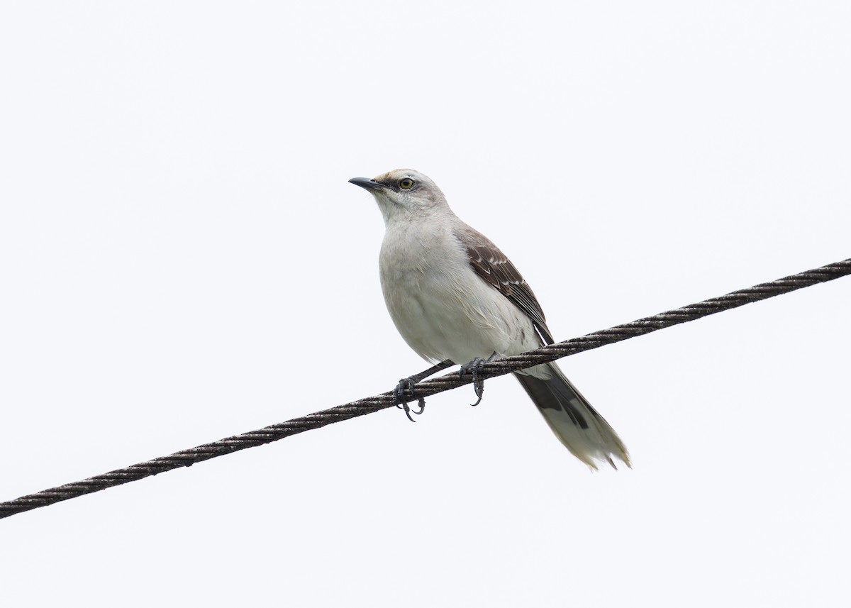 Tropical Mockingbird - ML627733947