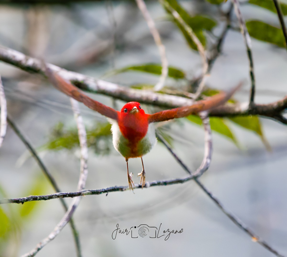 Scarlet-and-white Tanager - ML627733968