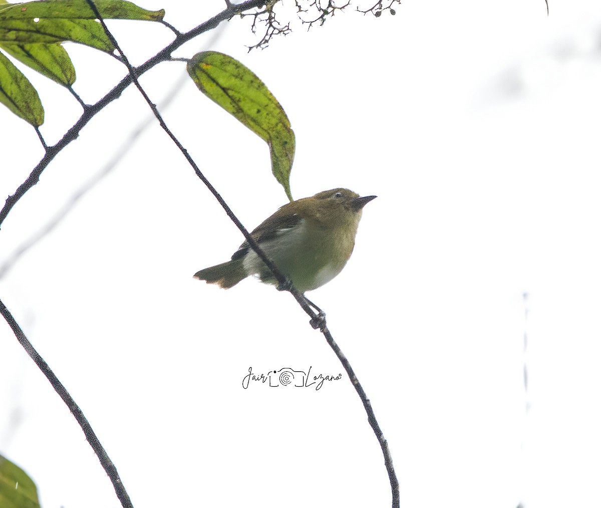 Scarlet-and-white Tanager - ML627733969