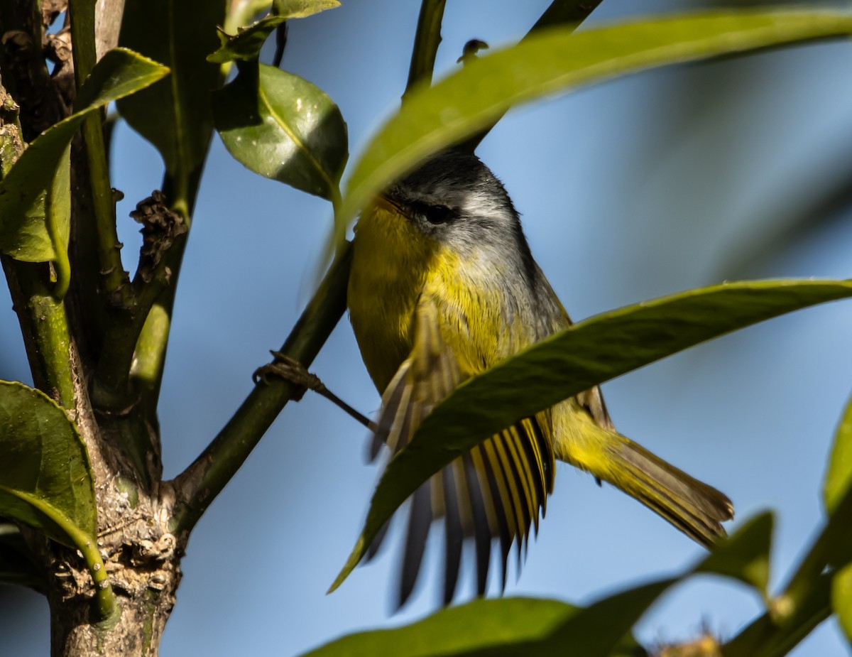 Gray-hooded Warbler - ML627734031